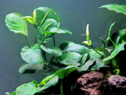 Anubias barteri - breitblättriges Speerblatt